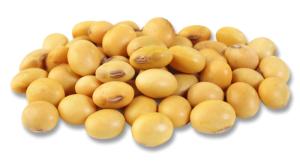 Soybean PNG-69500